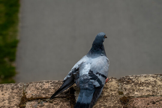 Bird. Pigeon alone on a spot. View from above.
