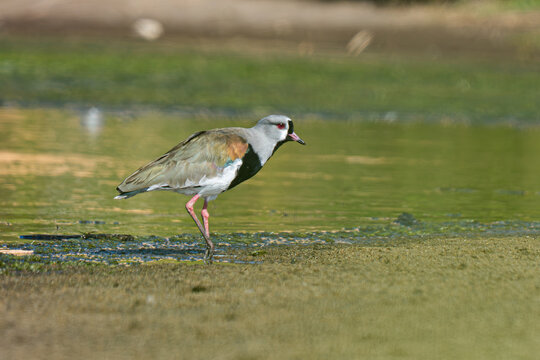 southern lapwing (vanellus chilensis) walking at maitencillo wetland chile