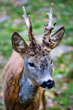 A European roe deer stands on the green grass on a bright sunny day. Wildlife, mammals, predators.
