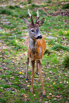 A European roe deer stands on the green grass on a bright sunny day. Wildlife, mammals, predators.