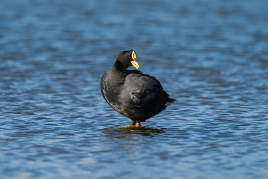 red-gartered coot (fulica armillata) standing at maitencillo wetland chile