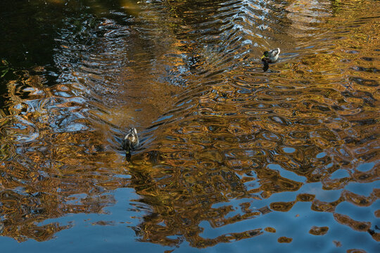 Two ducks swim across a Madrid park pond, surrounded by rippling reflections of golden foliage and blue sky. The distant birds add a quiet wildlife detail to the abstract water pattern.