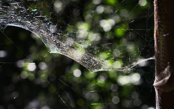 A delicate spider web covered in dew catches the light against a soft green and white bokeh background in Retiro Park, Madrid, Spain.