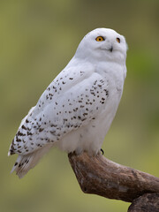 Fototapeta premium Snowy owl perched on a branch with blurred background.