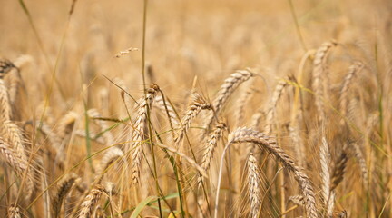 Golden Ripe Wheat Field Bathed in Warm Sunlight Ready for Harvest Agricultural Bounty Nature S Abundance © lumerb