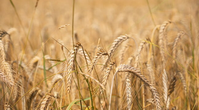 Golden Ripe Wheat Field Bathed in Warm Sunlight Ready for Harvest Agricultural Bounty Nature S Abundance