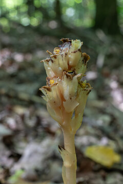 Unique Yellow Bird's-Nest plant Monotropa hypopitys thrives in shaded forest floor of deciduous woodland during summer months showcasing its saprophytic nature
