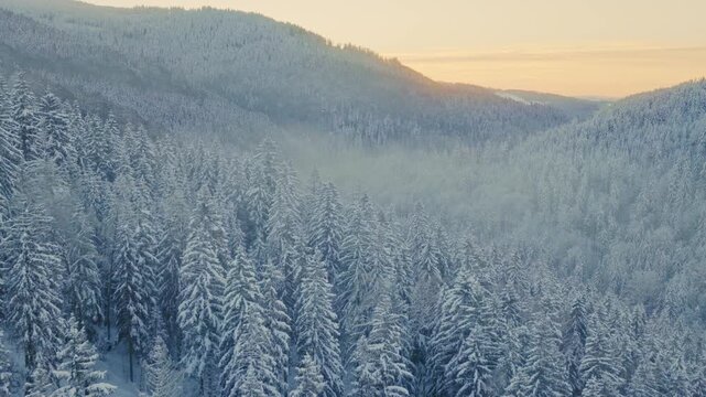 Beautiful Winter Forest Mountain Scenery with Snowy Trees