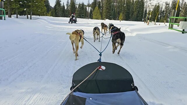 POV dogsled ride in Colorado captures a working husky team pulling through deep snow behind a snowmobile guide, surrounded by evergreen woods, mountain slopes, and clear winter sun.