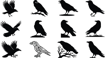Fototapeta premium Collection of black crow silhouettes in various poses including flying, perched on branches, and standing on the ground, isolated on a white background