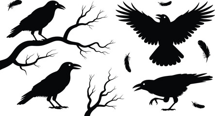 Fototapeta premium Collection of black crow silhouettes perched on branches, flying with wings spread, and walking on the ground isolated on a white background, for halloween