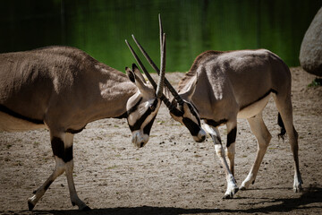 oryxes/gemsbok fighting for a lady. © Paul