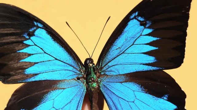 Extreme close-up of a striking blue and black butterfly showing detailed wing patterns, delicate scales, antennae, and body against a warm yellow background