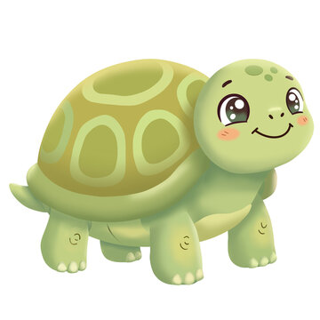 turtle cartoon isolated on white background