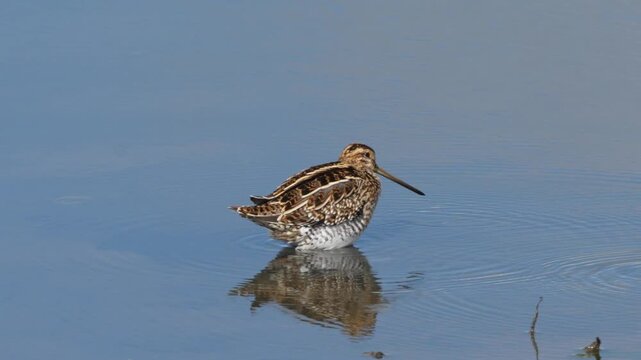 Latham&rsquo;s Snipe searching for food in shallow water