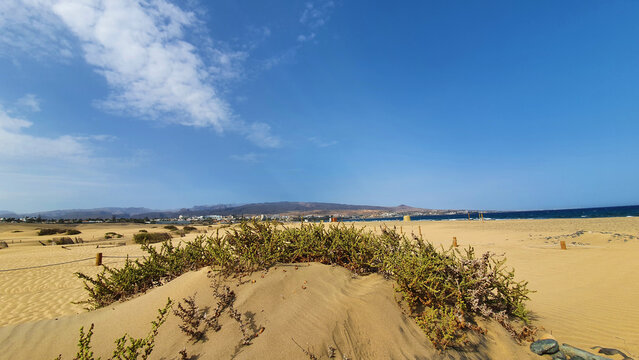 Dune fields in Playa del Ingles beach, Maspalomas, in the island of Gran Canaria, Spain.