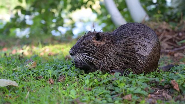 Nutria river rat eating grass on meadow, coypu herbivorous, semiaquatic rodent, Myocastoridae at water pond, wildlife animal, habitat wetland
