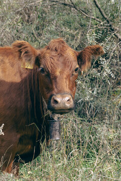 Close up portrait of brown cow with bell in countryside