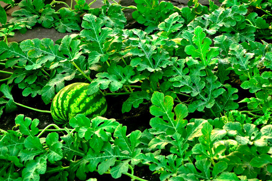 okrągły owoc arbuza, arbuz w paski rosnący w ogrodzie, Citrullus lanatus, watermelon with its dark green striped rind, Striped watermelon growing in the garden, blurred background