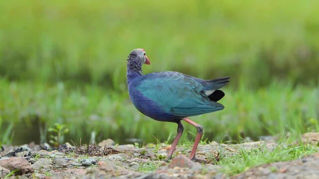 Colorful wild purple swamphen bird foraging for food on the rocky ground near a green marsh wetland habitat