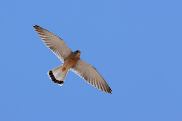 Obraz premium adult male Lesser Kestrel (Falco naumanni) of the subspecies ssp. pekinensis in flight, found in Omnogovi Aimag in Mongolia
