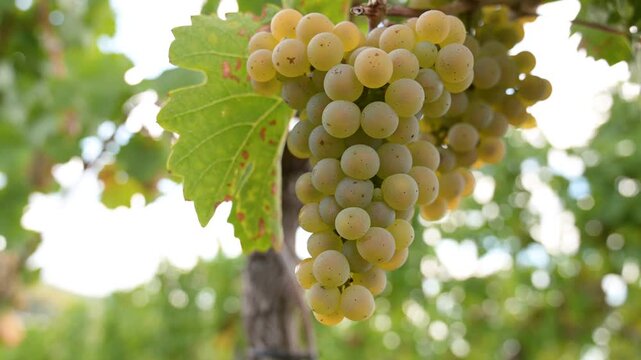 Green grapevine in hot dry weather, ripe riesling wine grapes growing on vine, vineyard in Trier, Mosel Valley Germany, agriculture at Moselle river