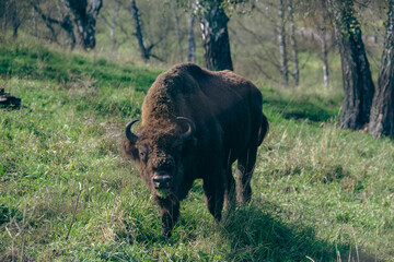 European bison walking on green grass hill in forest © VKirillov