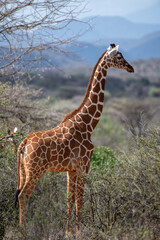 reticulated giraffe © tomjunek.com