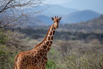 reticulated giraffe © tomjunek.com