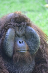 The natural habitat of orangutans is the tropical rainforests of Borneo and Sumatra, where they spend most of their time in the trees (arboreal). © Ainur