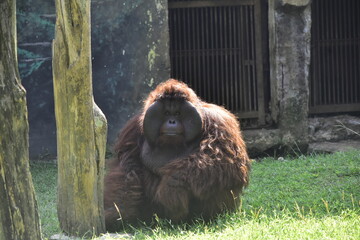 The natural habitat of orangutans is the tropical rainforests of Borneo and Sumatra, where they spend most of their time in the trees (arboreal). © Ainur