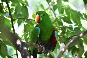 Obraz premium The great green macaw (*Ara ambiguus*), also known as Buffon's macaw or the great military macaw, is a Central and South American parrot.