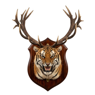 Surreal taxidermy wall mount featuring a fierce tiger head combined with large branched deer antlers on a polished dark wooden shield plaque, creative hybrid animal sculpture isolated on a