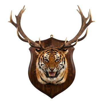 Surreal taxidermy display of a fierce tiger head hybrid with large deer antlers mounted on a polished wooden trophy shield, isolated on a transparent background.