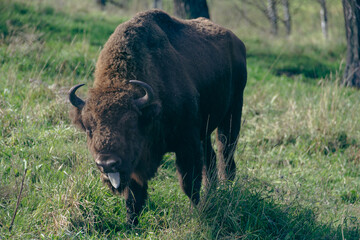 European bison sticking out tongue while walking in meadow © VKirillov
