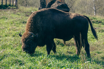 Large European bison grazing on green grass pasture © VKirillov