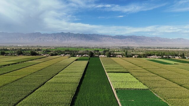 vast green and golden farmlands in the Tarim Basin with distant mountains under blue sky
