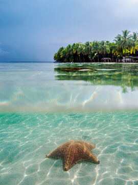 Starfish Beach, Colon Island, Bocas del Toro Province, Panama