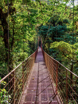 Suspension bridge at the Sendero El Puente Colgante, Monteverde Cloud Forest Reserve, Puntarenas Province, Costa Rica