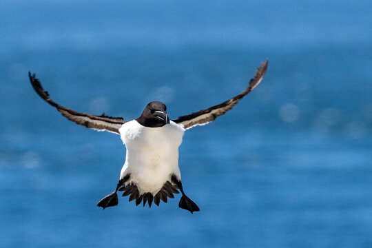 Razorbill in flight at Machias Seal Island, Maine, USA