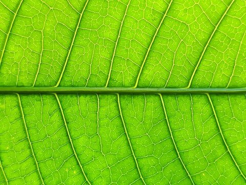 Extreme macro close up background of fresh green mango leaf texture with clear vein structure in natural light horizontal layout