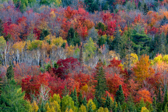 Looking down at peak fall colors in the Beaver Basin Wilderness at Pictured Rocks National Lakeshore, Michigan, USA