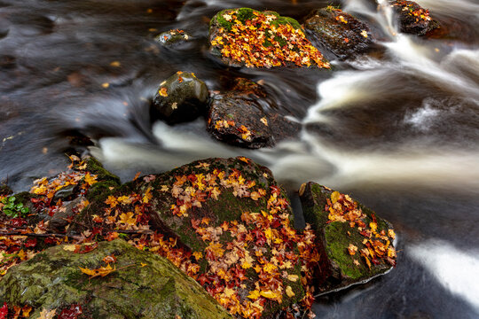 Rapids and autumn leaves along the Little Carp River in Porcupine Mountains Wilderness State Park in the Upper Peninsula of Michigan, USA