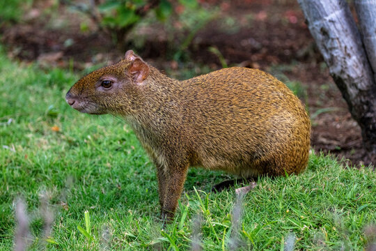 Agouti in Playa del Carmen, Mexico