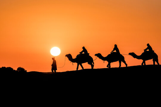 Camel caravan silhouette against the rising sun, Douz, Tunisia