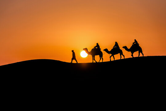 Camel caravan along a desert ridge at sunrise, Douz, Tunisia