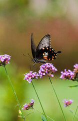 A butterfly with black wings and white and orange spots, spanning two flowers to sip pollen, in a cluster of purple verbena flowers. © Yf