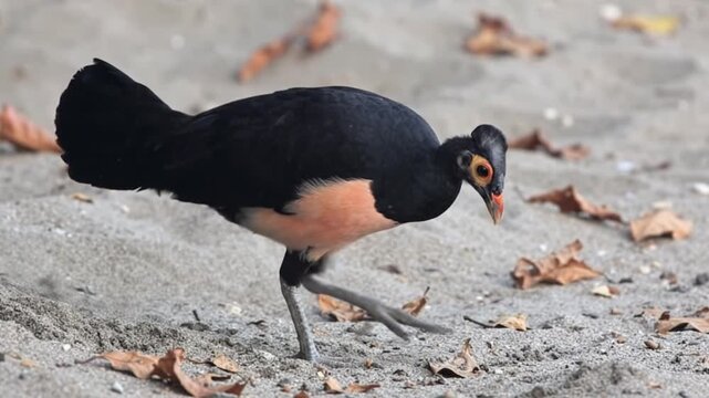 Maleo Bird Standing on Sandy Beach