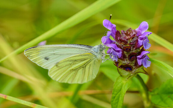Green-veined white (Pieris napi) butterfly on a flower