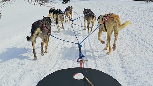 Colorado backcountry dogsledding follows a husky team through fresh snow, viewed from the sled with blue harness ropes, forested mountains, and sunny winter conditions ahead under blue sky.